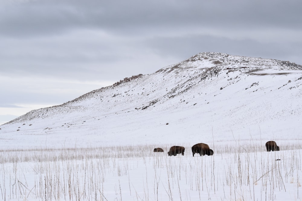 a herd of animals walking across a snow covered field