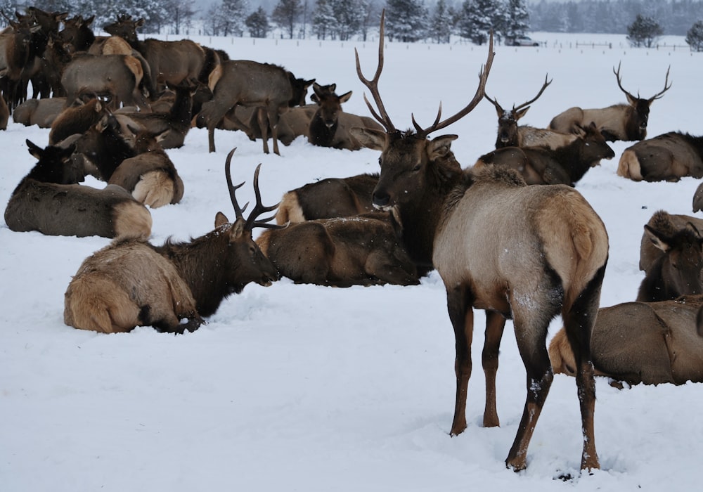 a herd of elk laying down in the snow