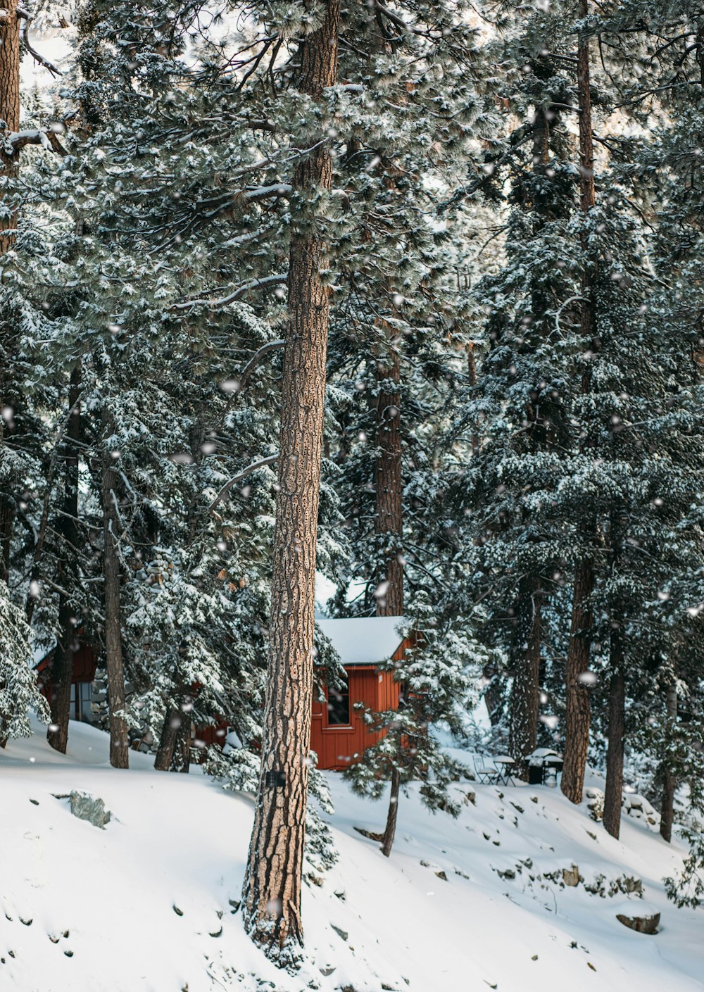 a cabin nestled in the trees in the snow