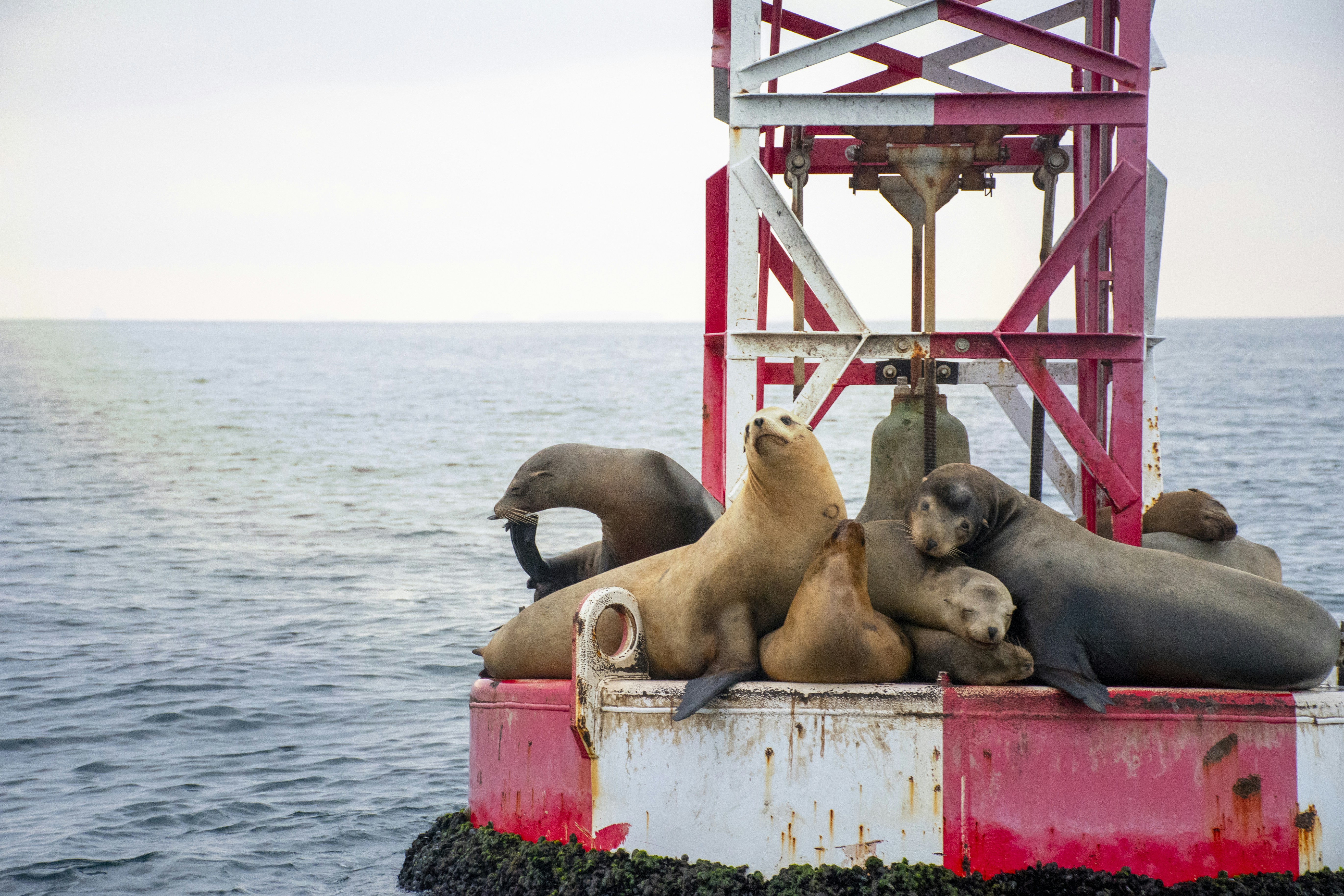 a group of sea lions sitting on top of a boat