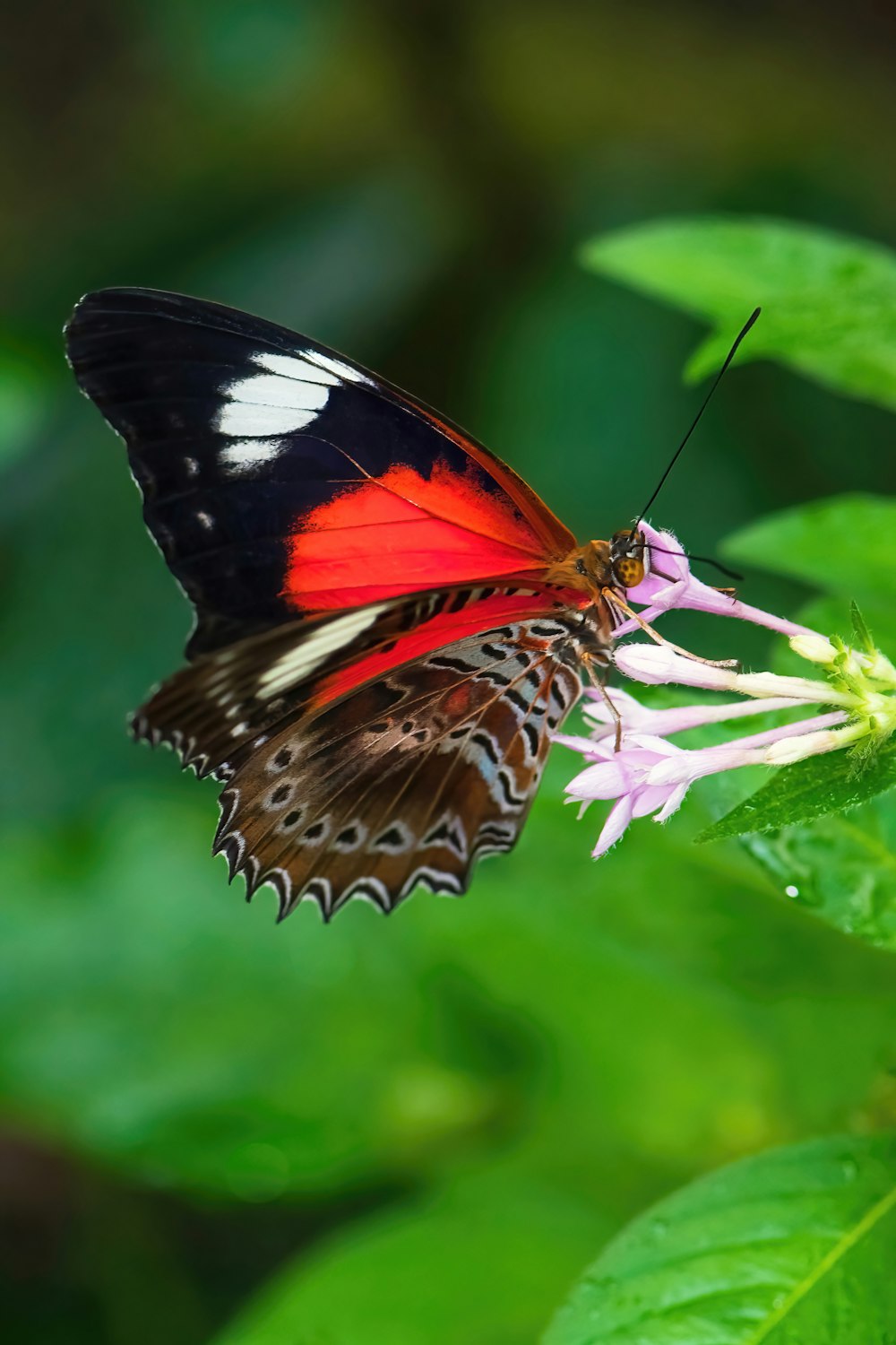 a red and black butterfly sitting on top of a flower