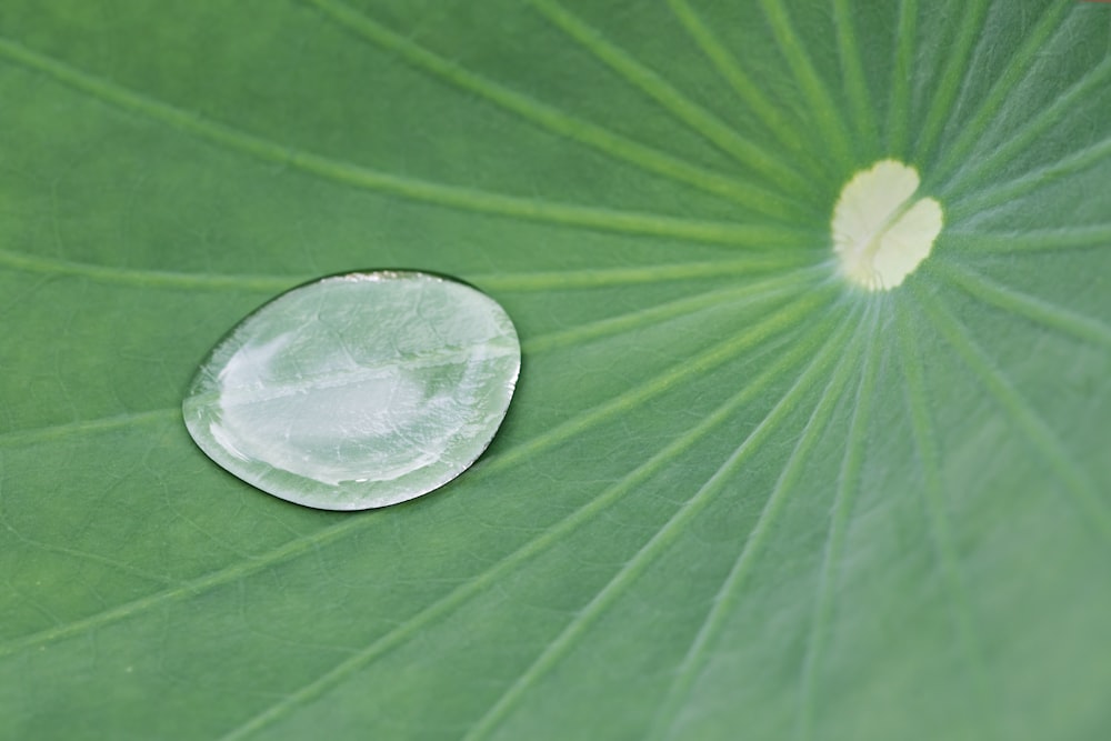 a close up of a water drop on a green leaf