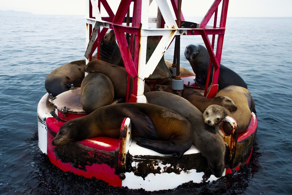 a group of sea lions laying on top of a boat