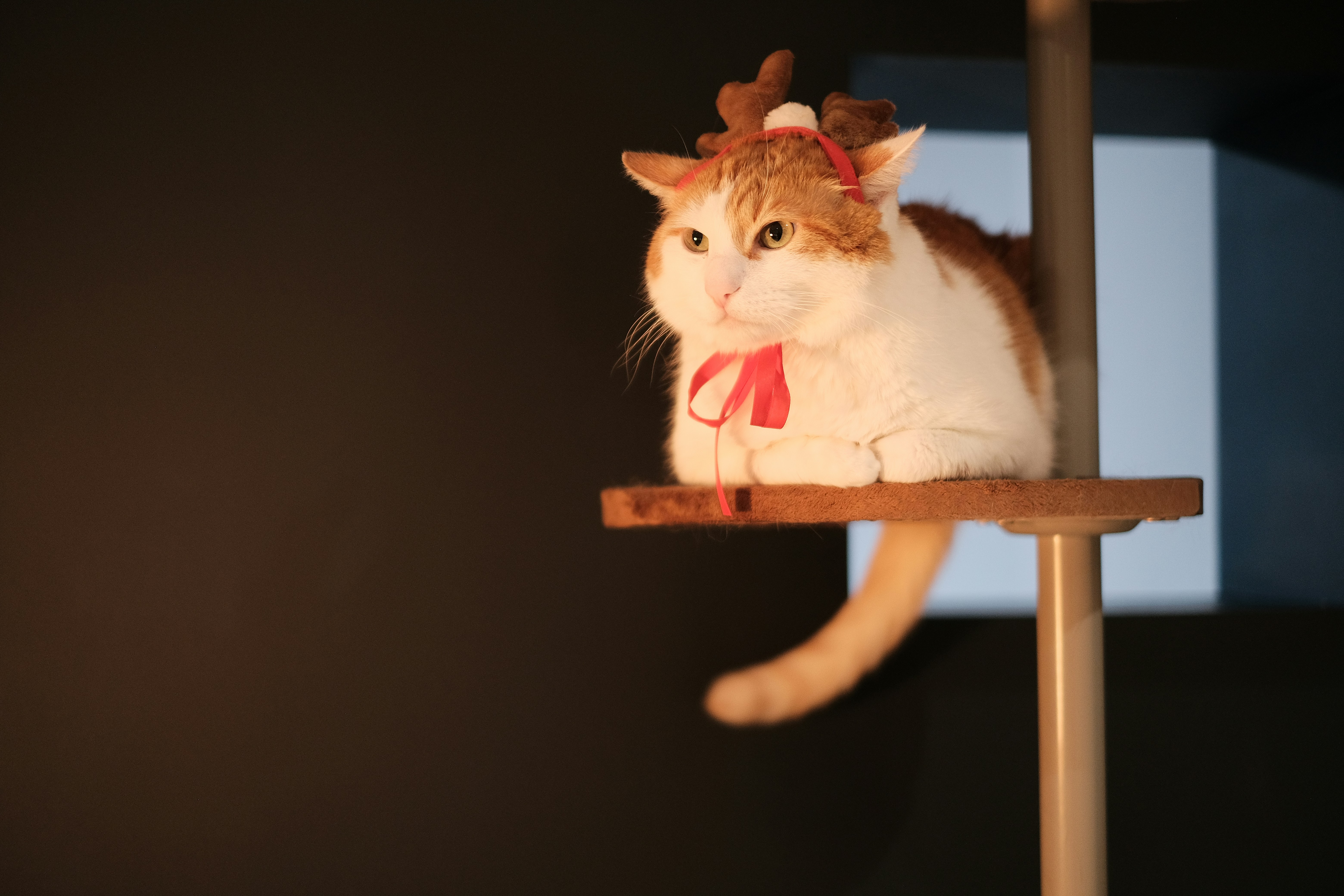 My cat ersha wearing a Christmas elk costume.