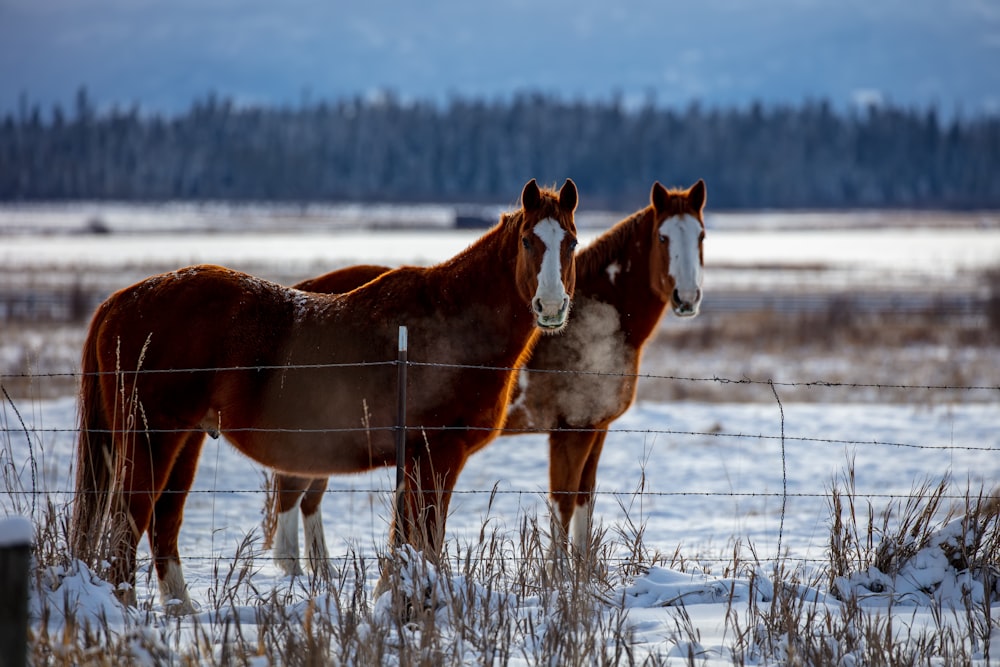 two brown horses standing next to each other on a snow covered field