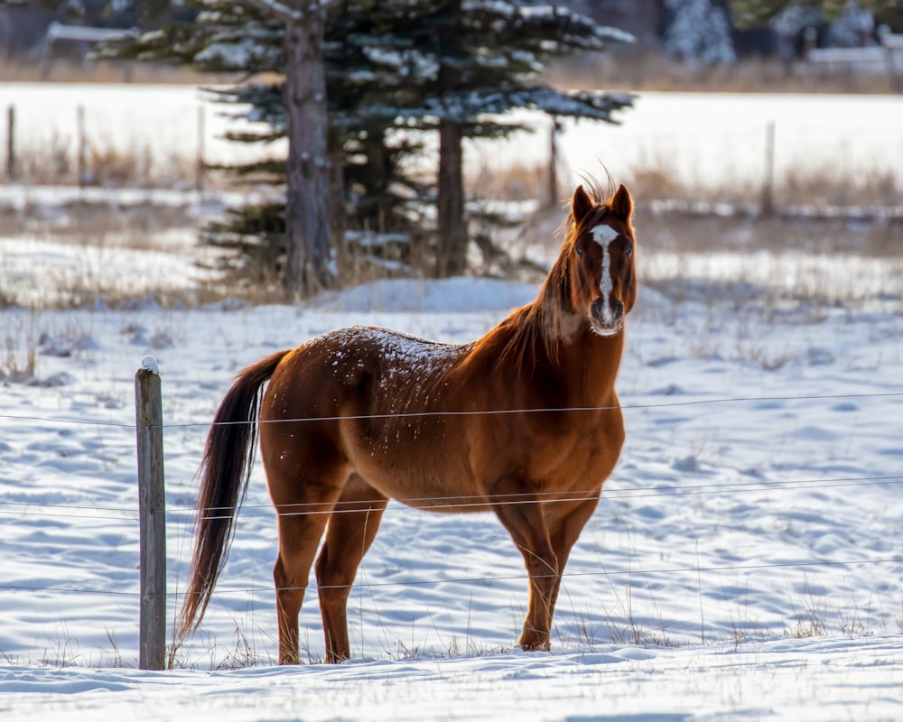 a horse standing in the snow behind a fence