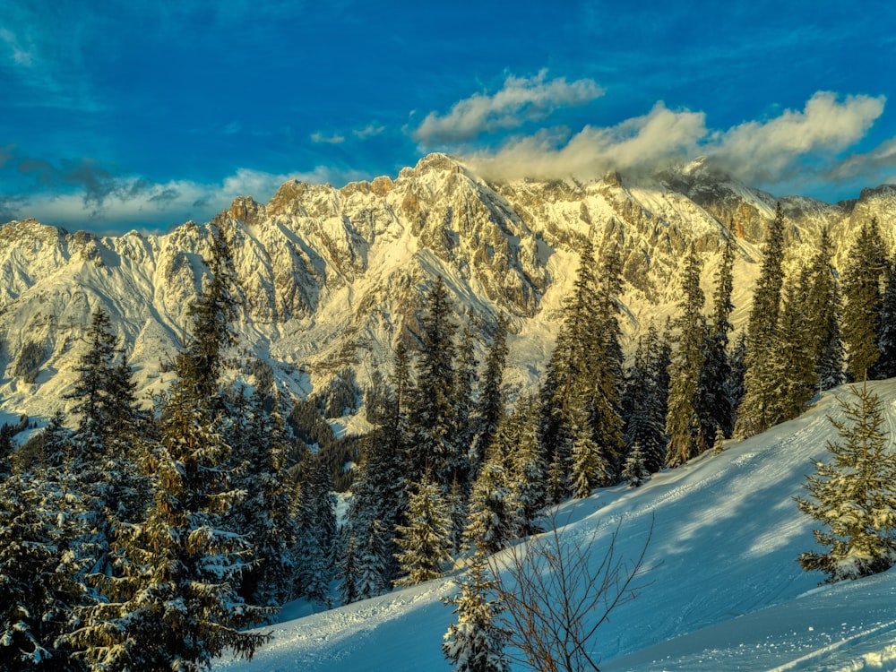 a snow covered mountain with trees in the foreground