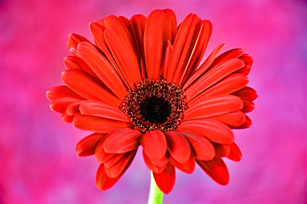 a red flower with a pink background