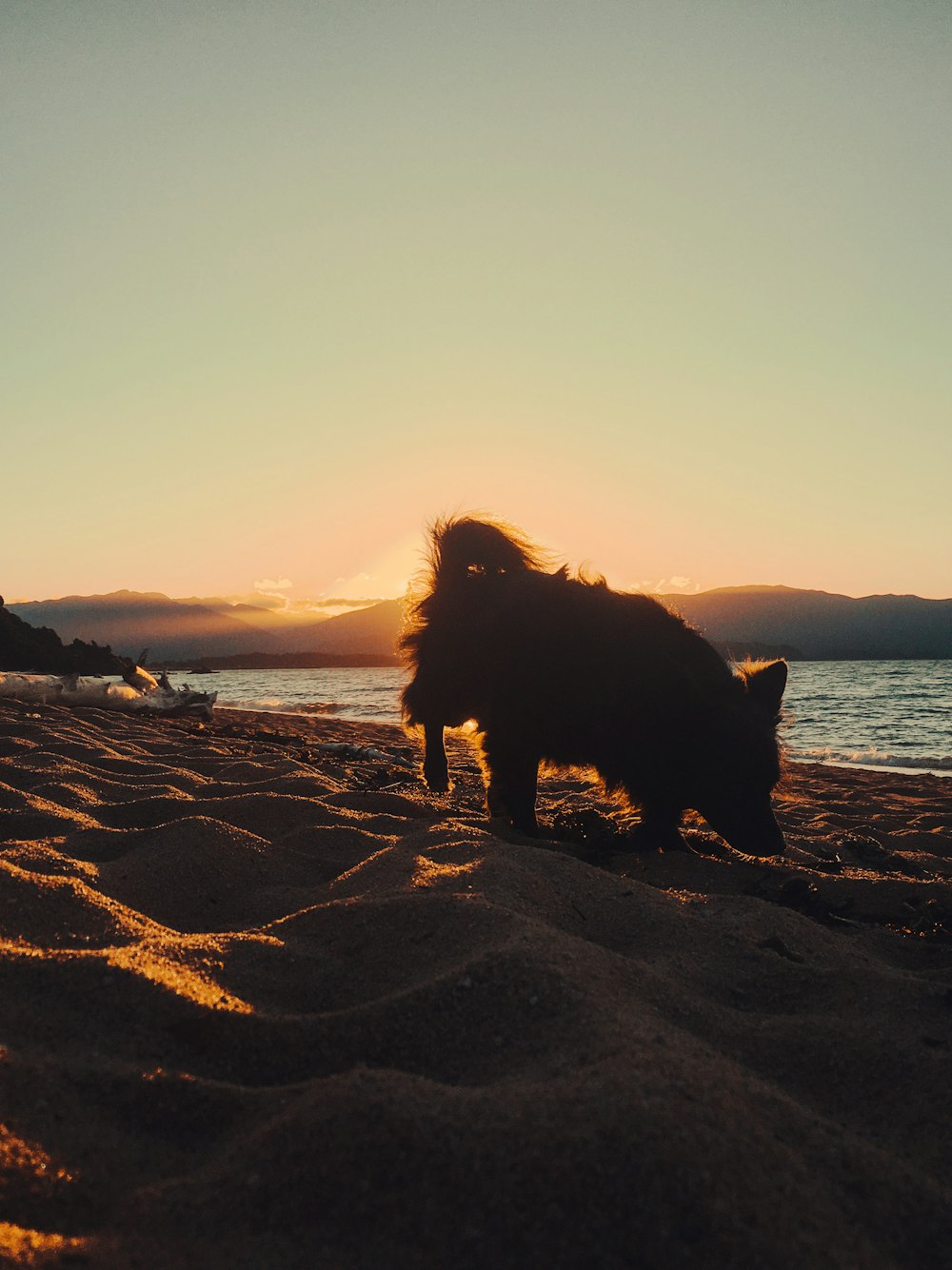 a large animal walking across a sandy beach