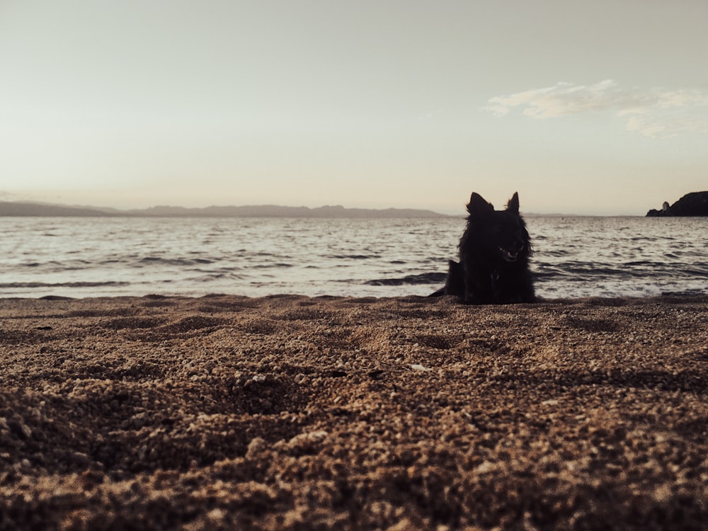 a black dog sitting on top of a sandy beach