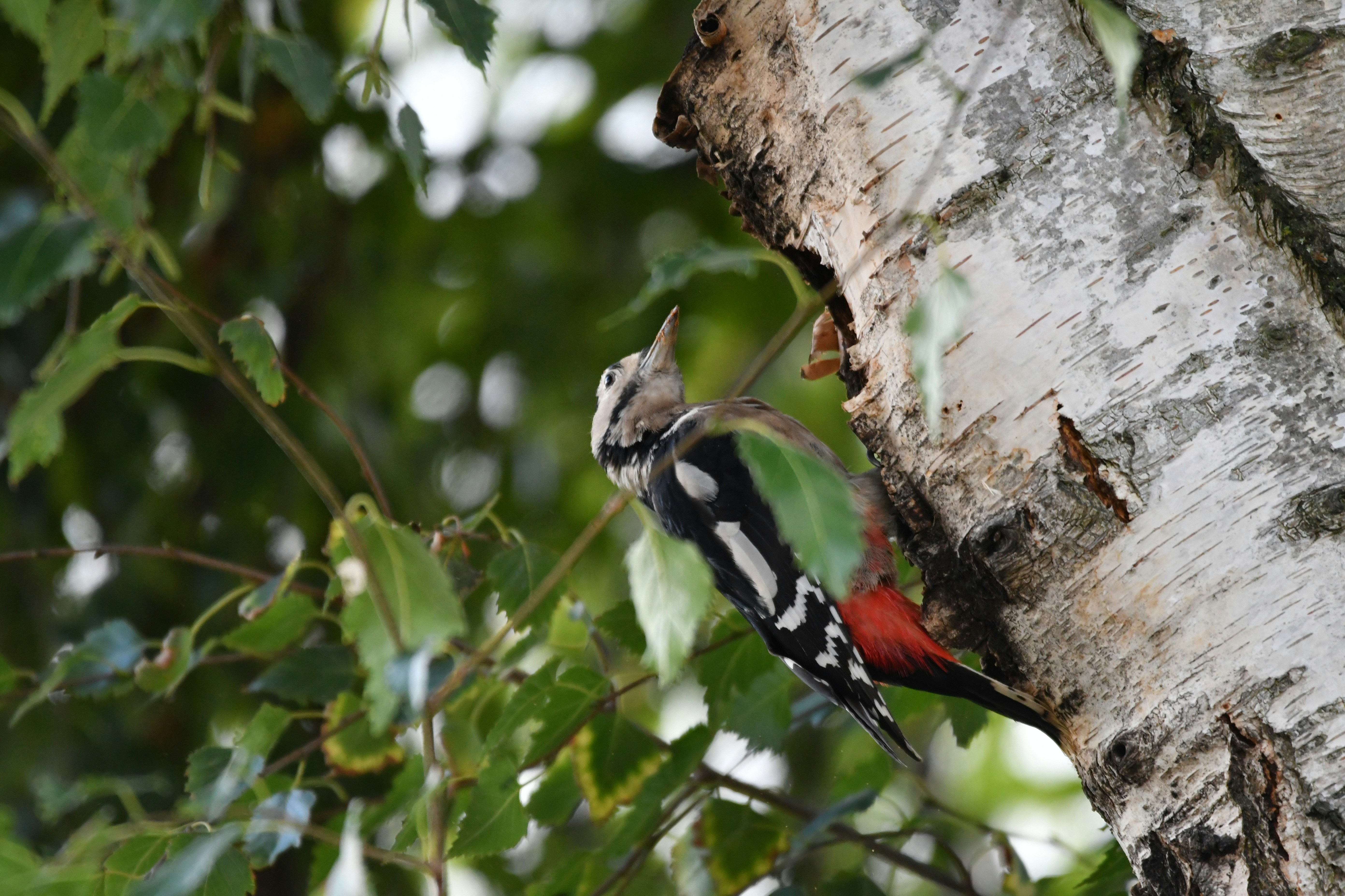 Wood pecker on birch tree