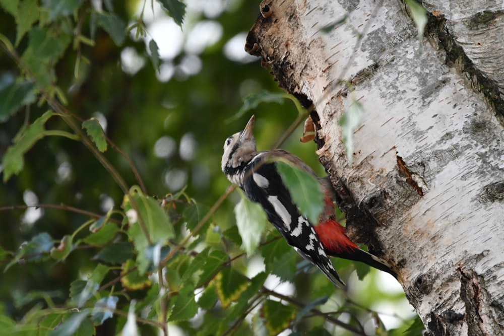 a colorful bird perched on a tree branch