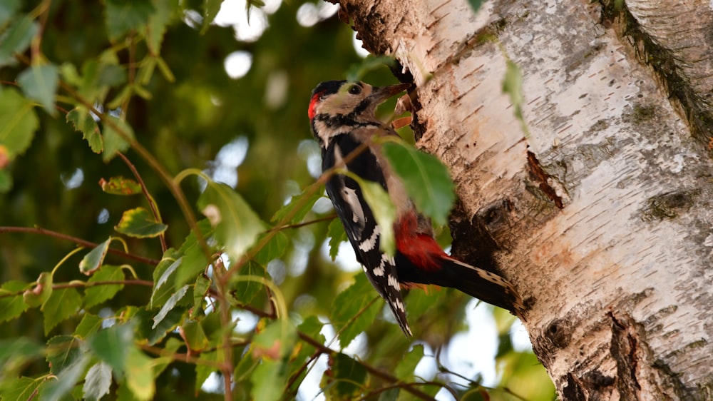 a bird is perched on the side of a tree