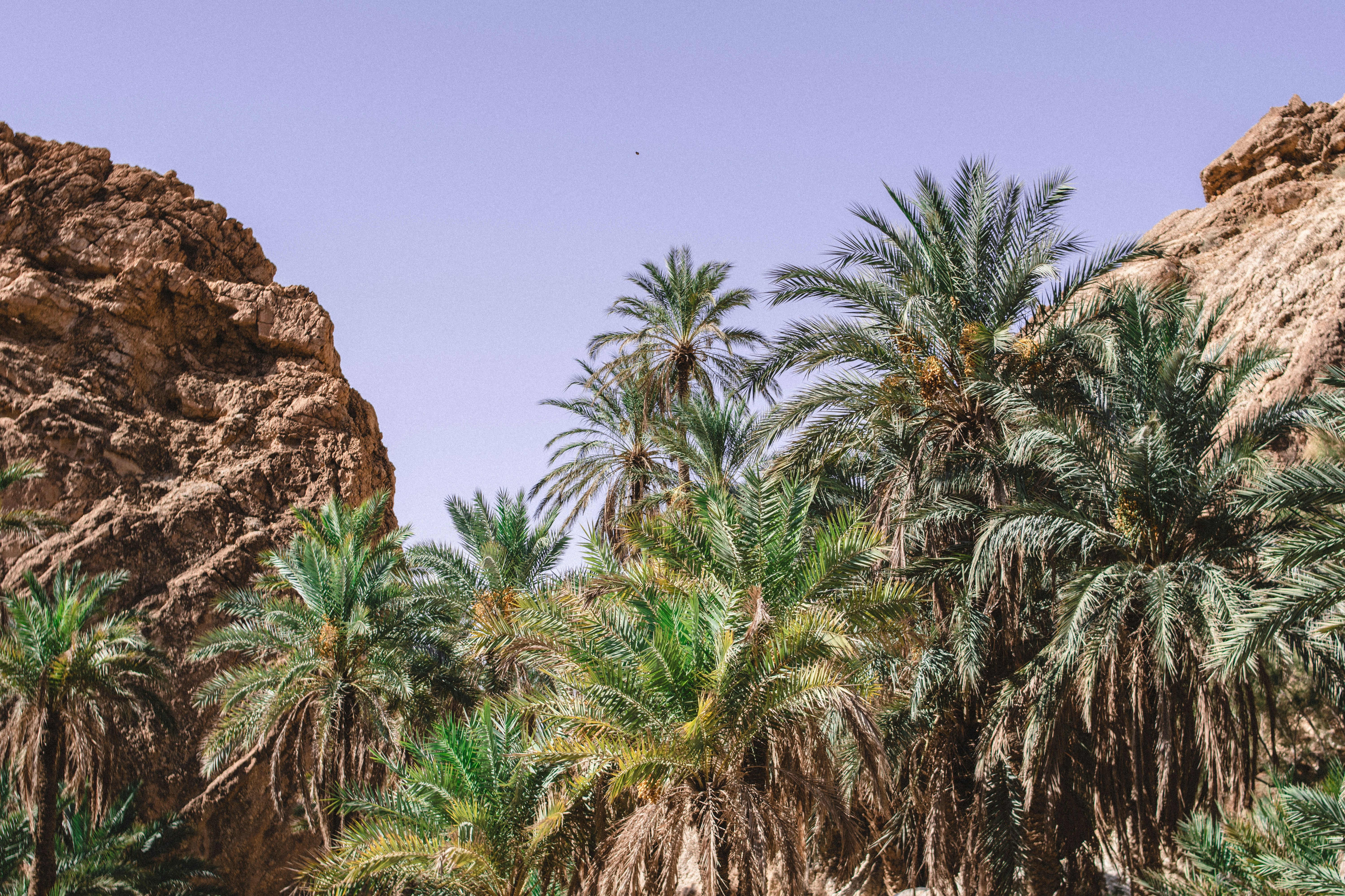 Understanding Morocco's Unique Ecosystems: A Guide to Ecology Enthusiasts