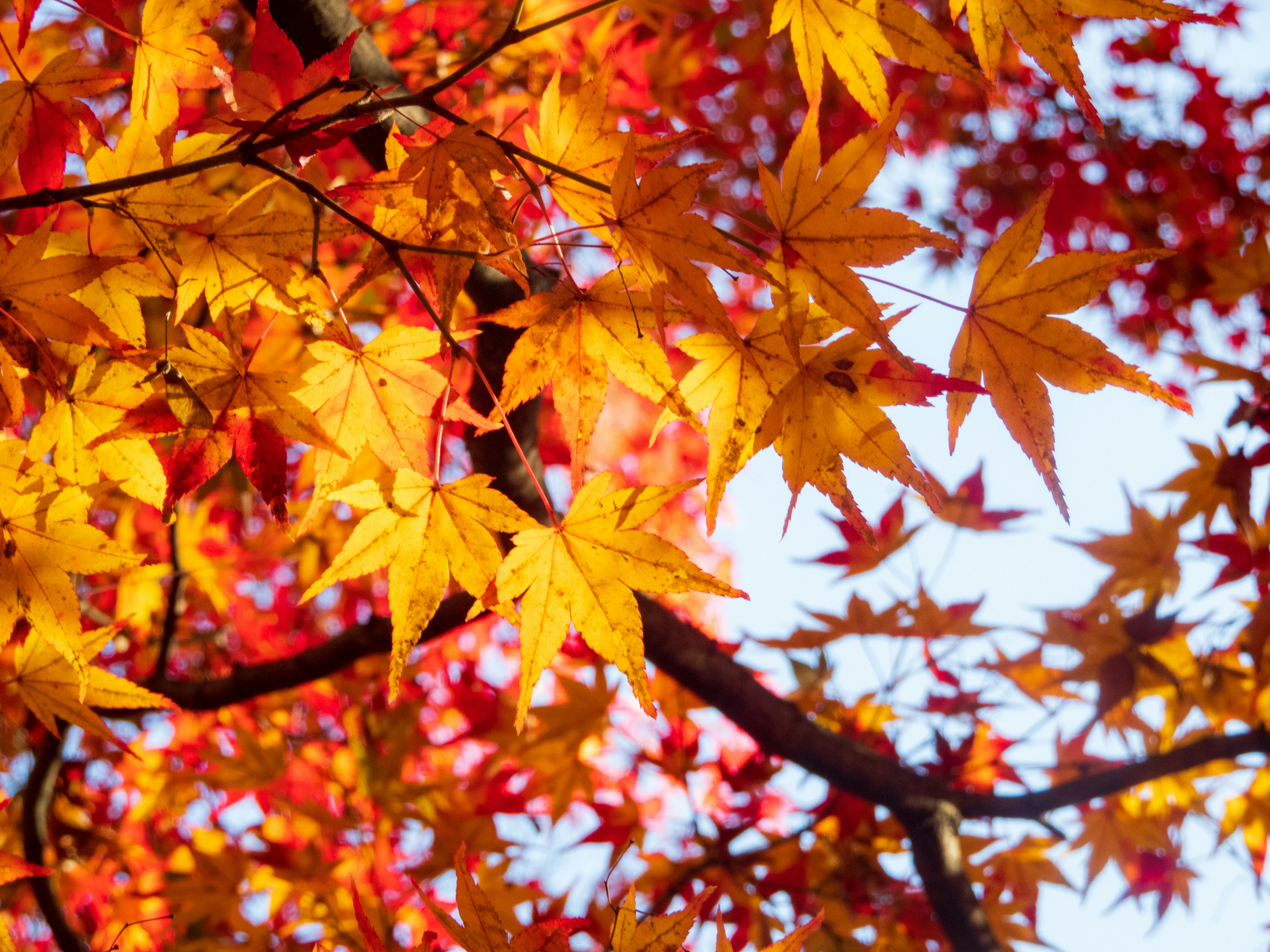 Photo by heppoko_yama