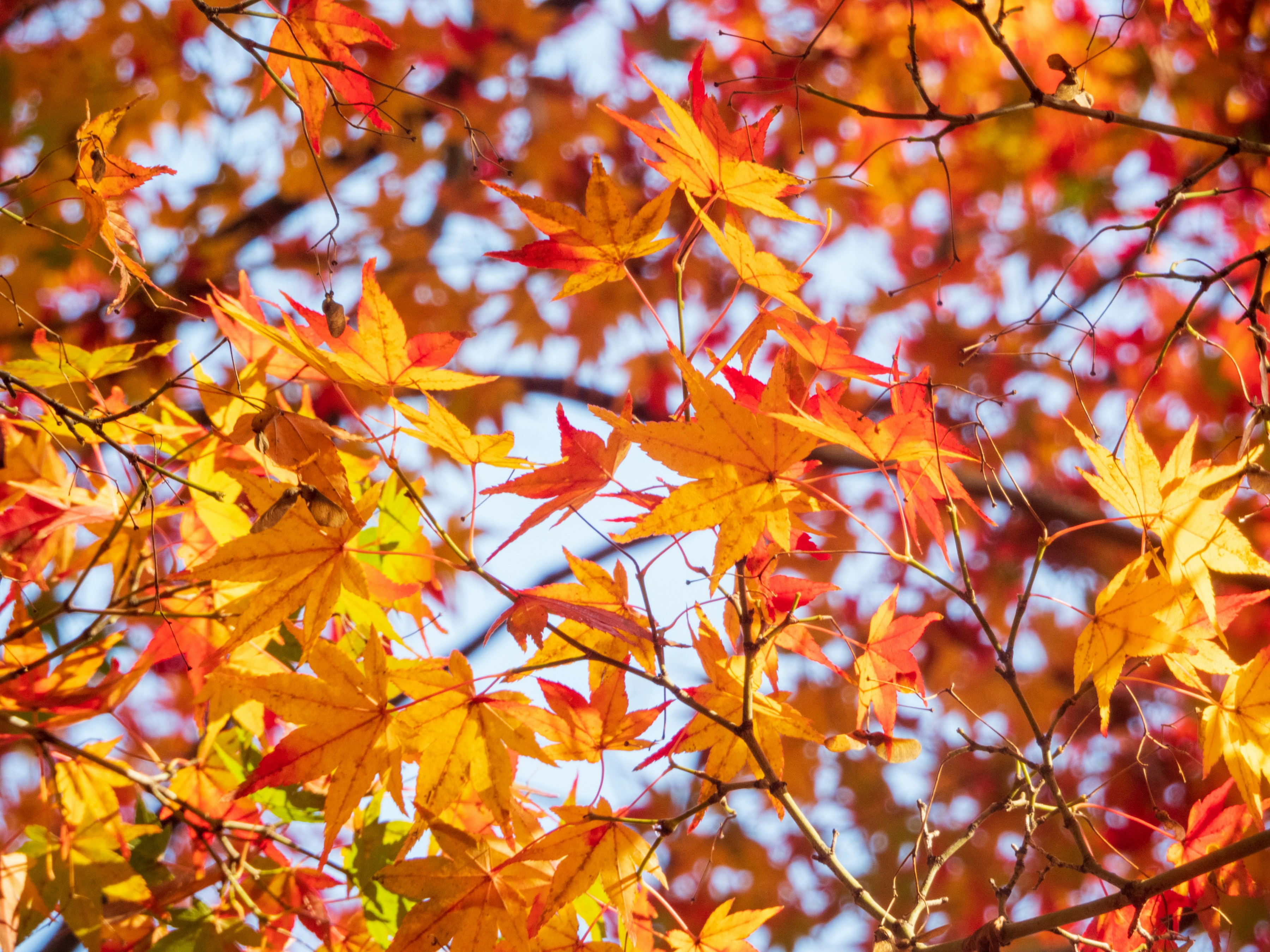 Photo by heppoko_yama