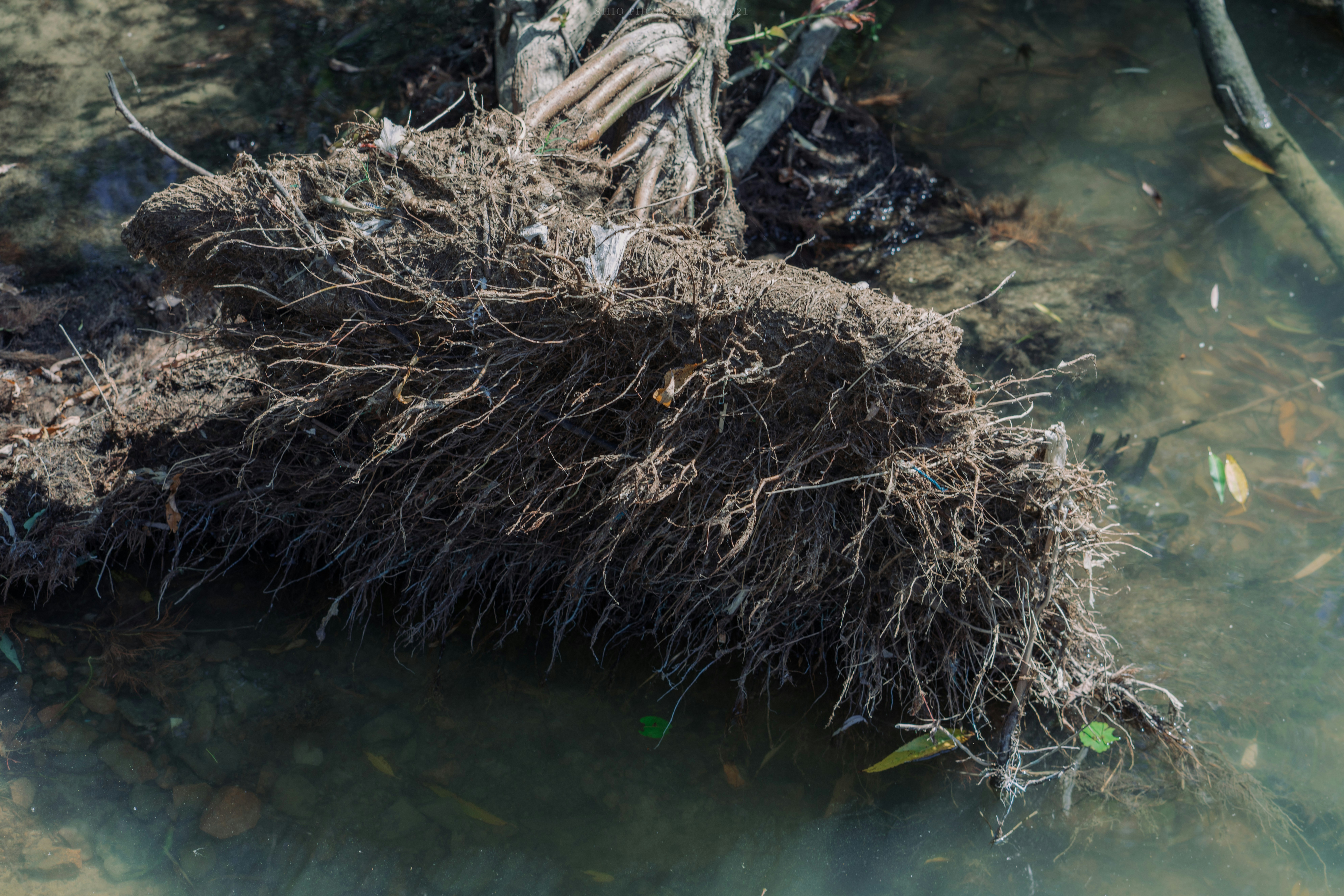 roots inside a sewer pipe obstructing flow