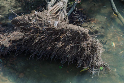 Root Rot Plant India — Signs and Treatment