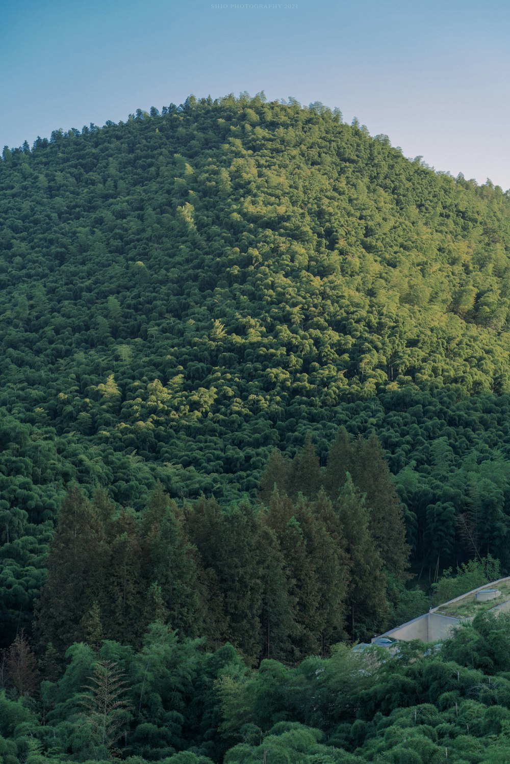 a train traveling through a lush green forest