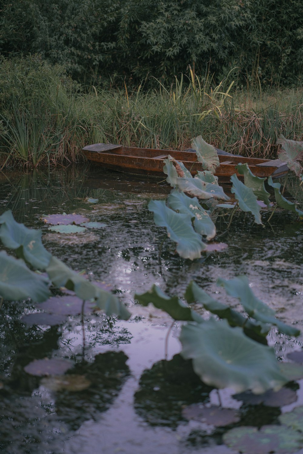 a pond filled with lots of water lilies