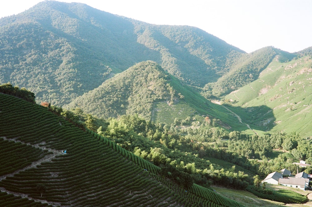 une vue panoramique d’un vignoble dans les montagnes