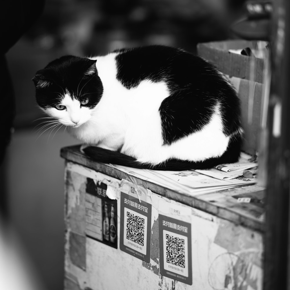 a black and white cat sitting on top of a wooden box