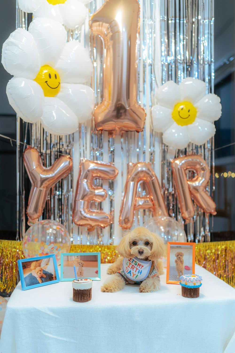 a dog sitting on top of a table next to balloons