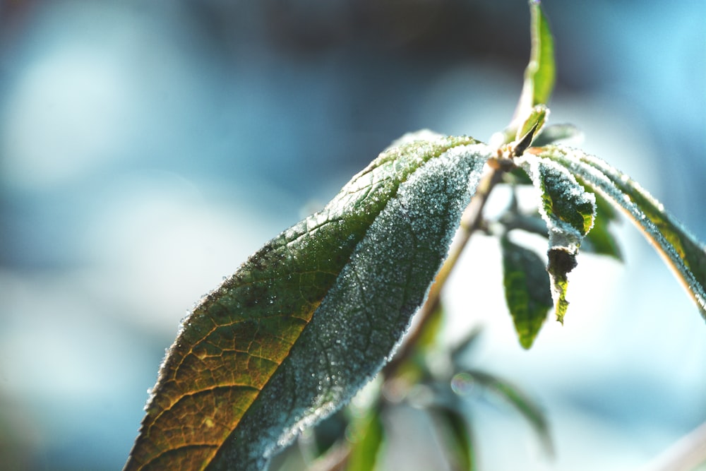 a close up of a green leaf on a tree