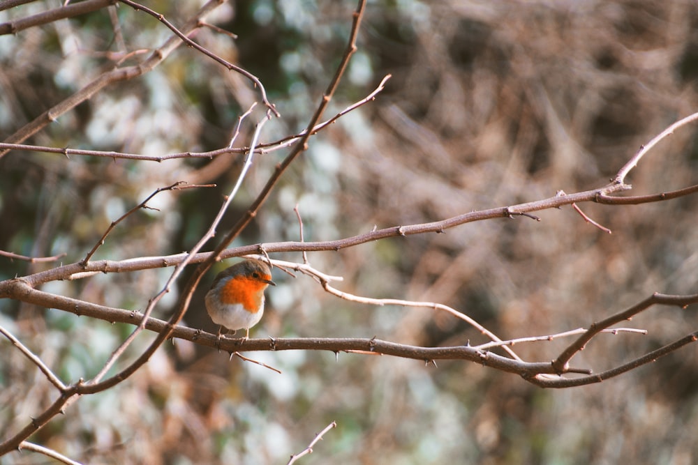 a small bird perched on a tree branch