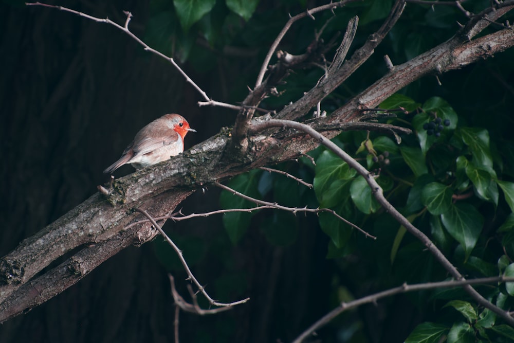 a small bird perched on a tree branch