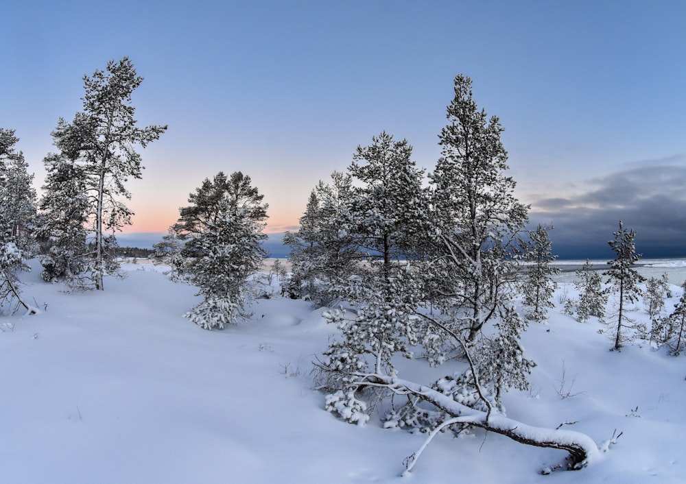 a snow covered field with trees and a sky in the background
