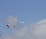 Three flamingos are flying in formation against a backdrop of blue sky and scattered clouds.