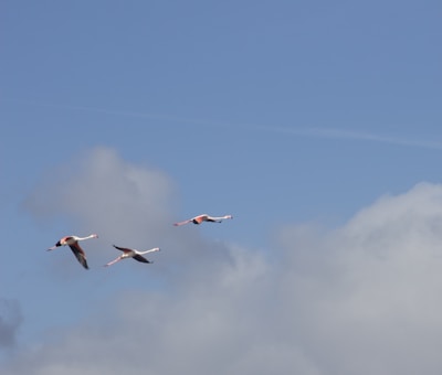 Three flamingos are flying in formation against a backdrop of blue sky and scattered clouds.