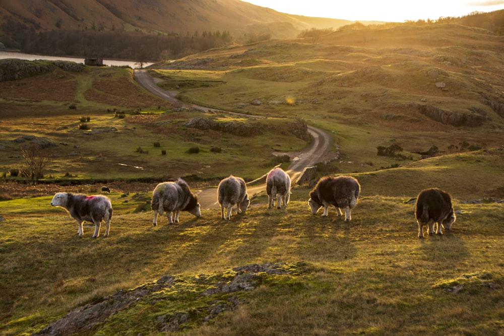 Eine Schafherde grast auf einem üppigen grünen Hügel