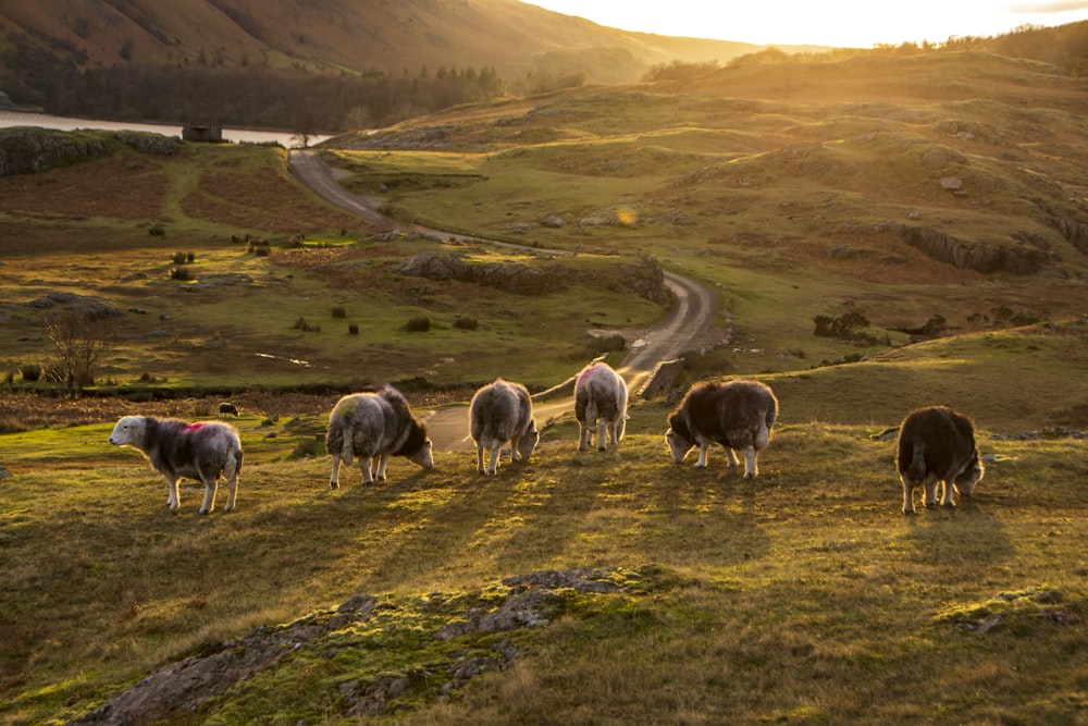 a herd of sheep grazing on a lush green hillside