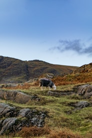 a black and white sheep grazing in a field