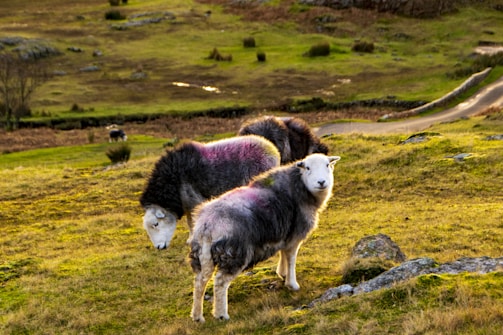 a couple of sheep standing on top of a lush green hillside