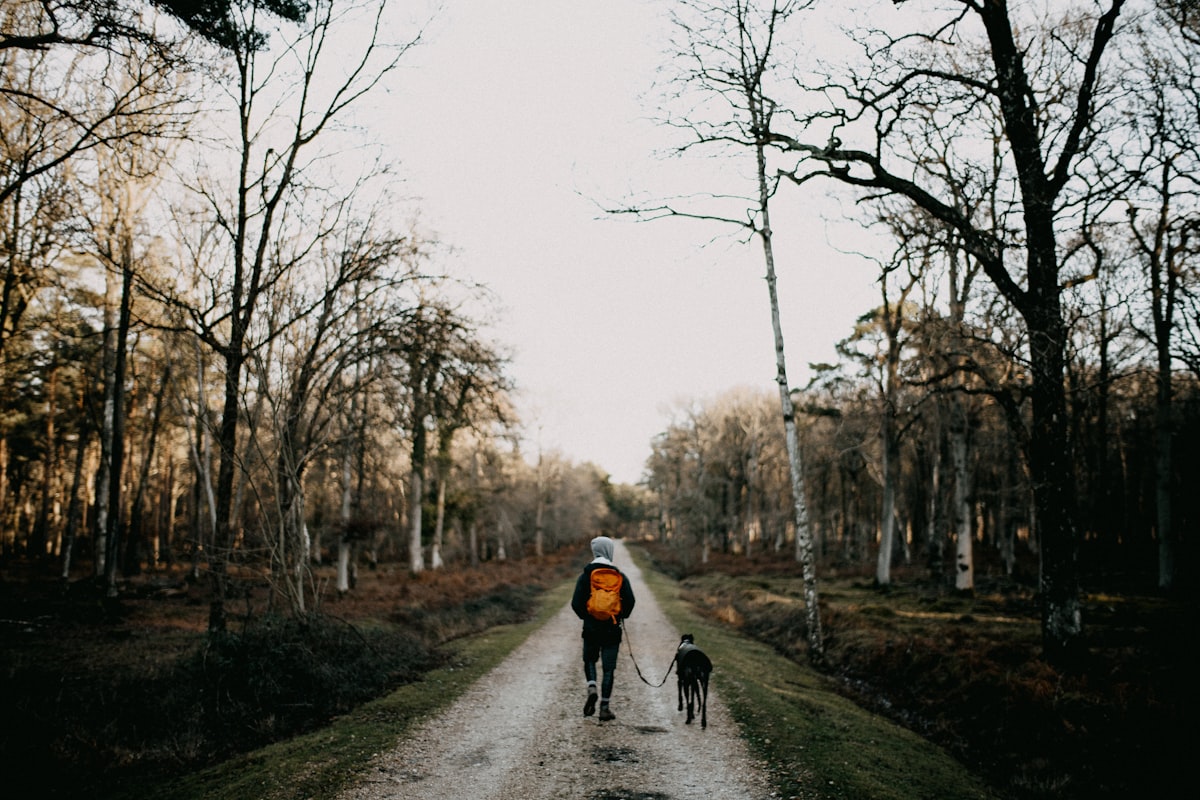 A person walking with two dogs down a dirt road