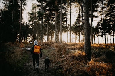 A person with a bright orange backpack walks with a dog along a forest path. Tall trees surround the path, and the sunlight filters through the branches, casting a warm glow on the surroundings.