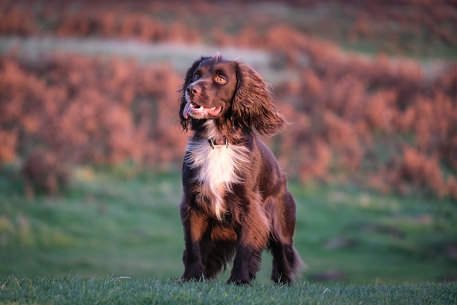 a brown and white dog standing on top of a lush green field