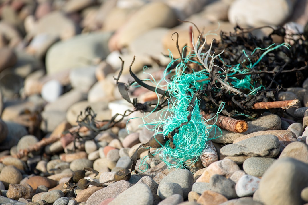 Green fishing line entwined in seaweed on a Welsh Beach.