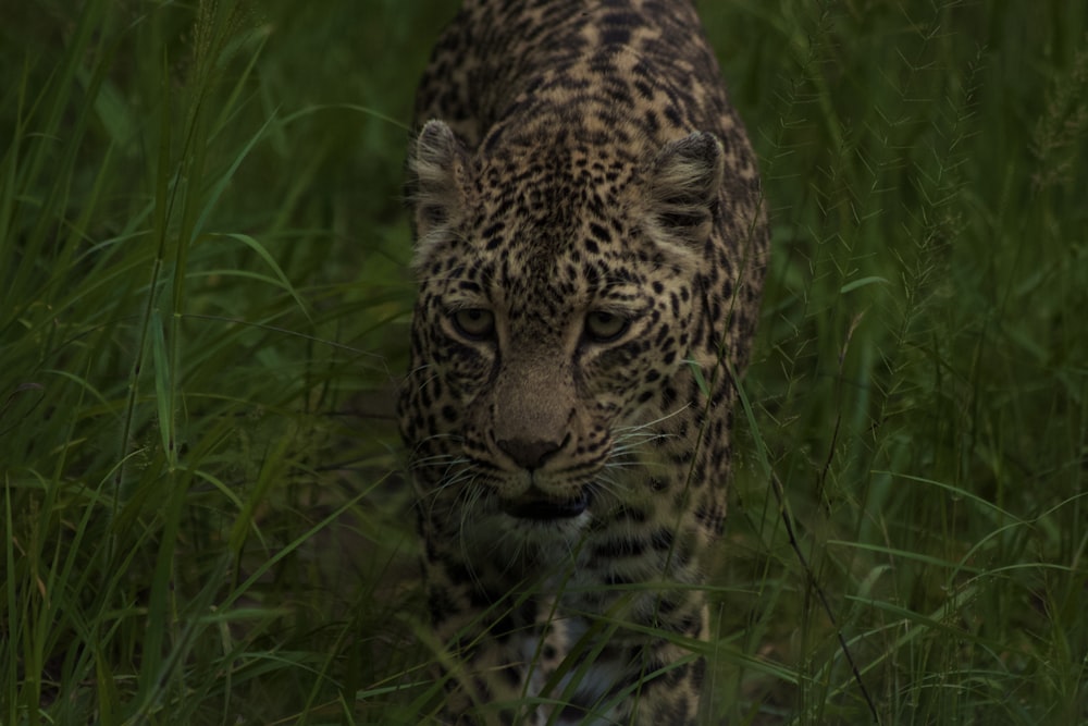 a large leopard walking through a lush green field