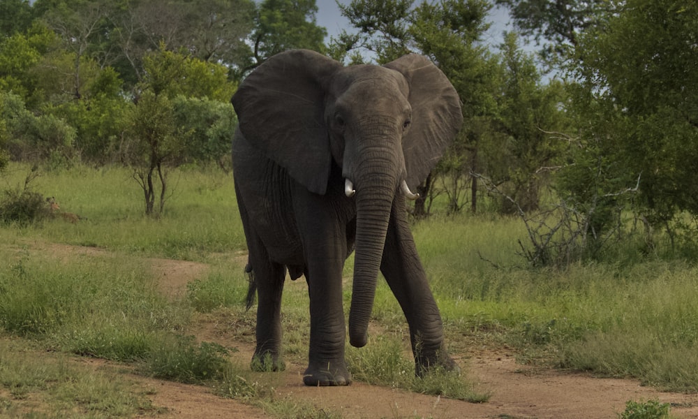 an elephant is walking down a dirt path