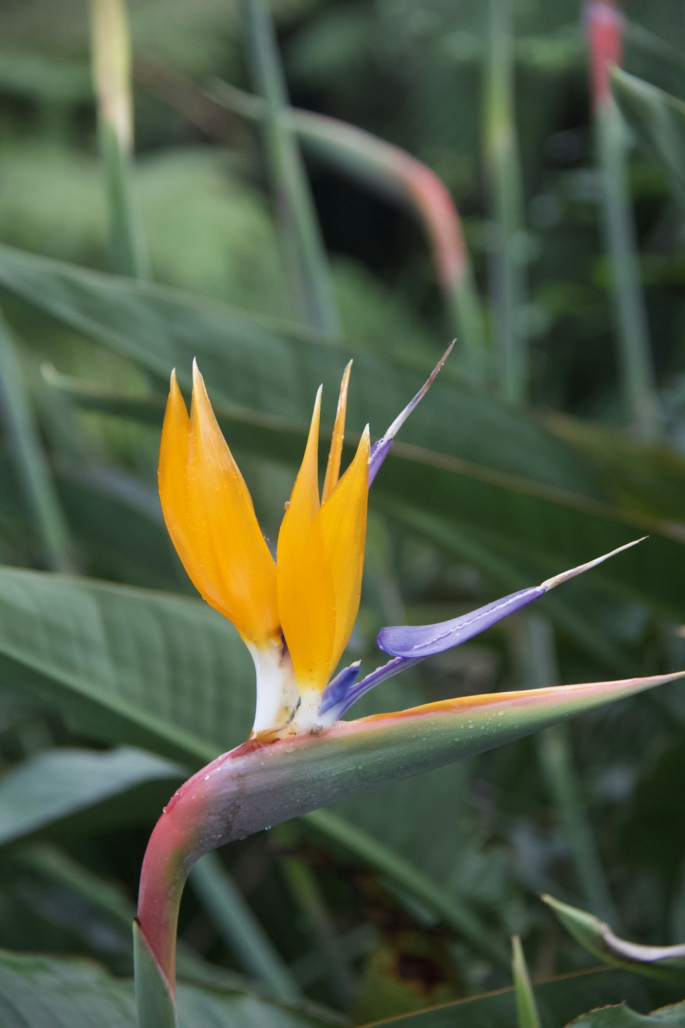 a close up of a yellow and purple flower