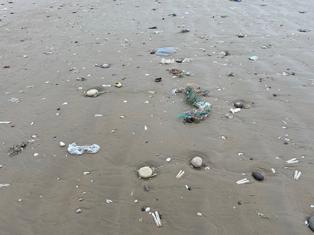 a bunch of sea shells on a beach