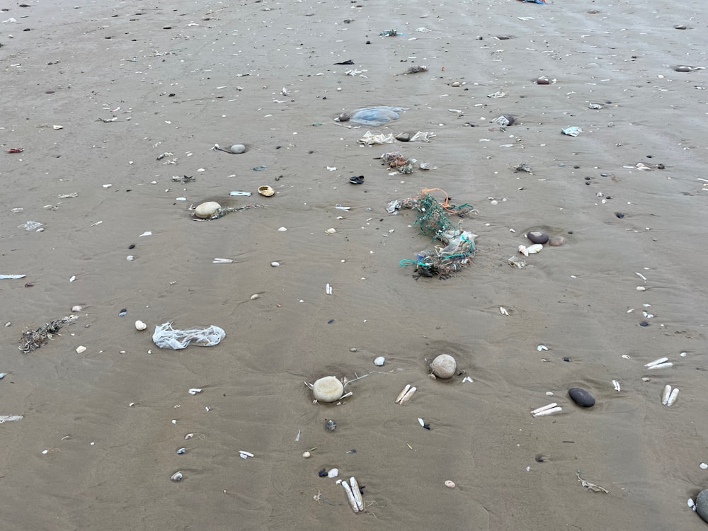 Un montón de conchas marinas en una playa