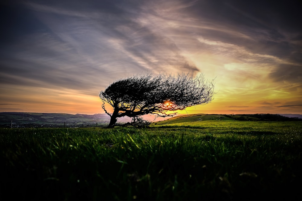 a tree blowing in the wind in a field