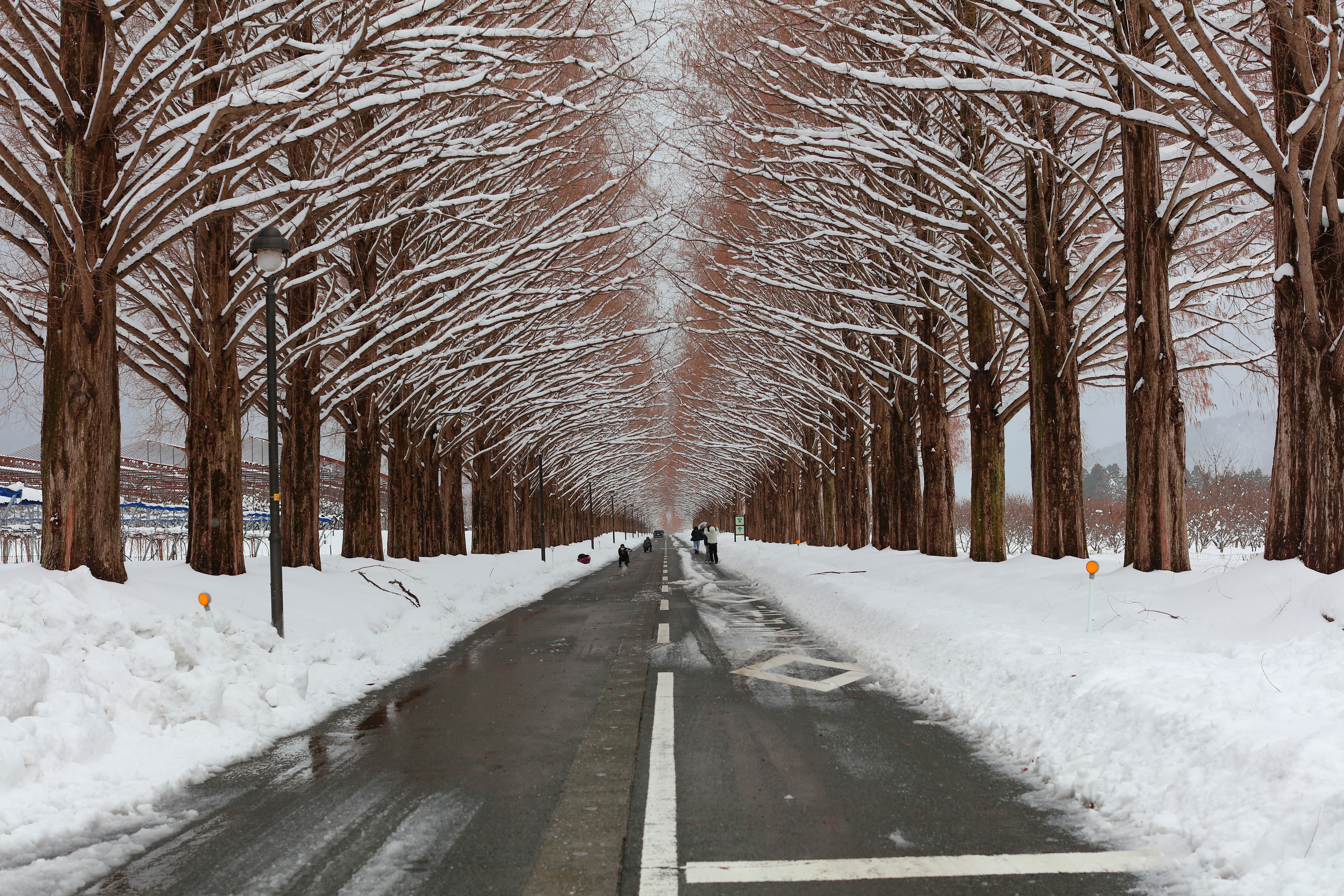 Une rue bordée d’arbres couverts de neige