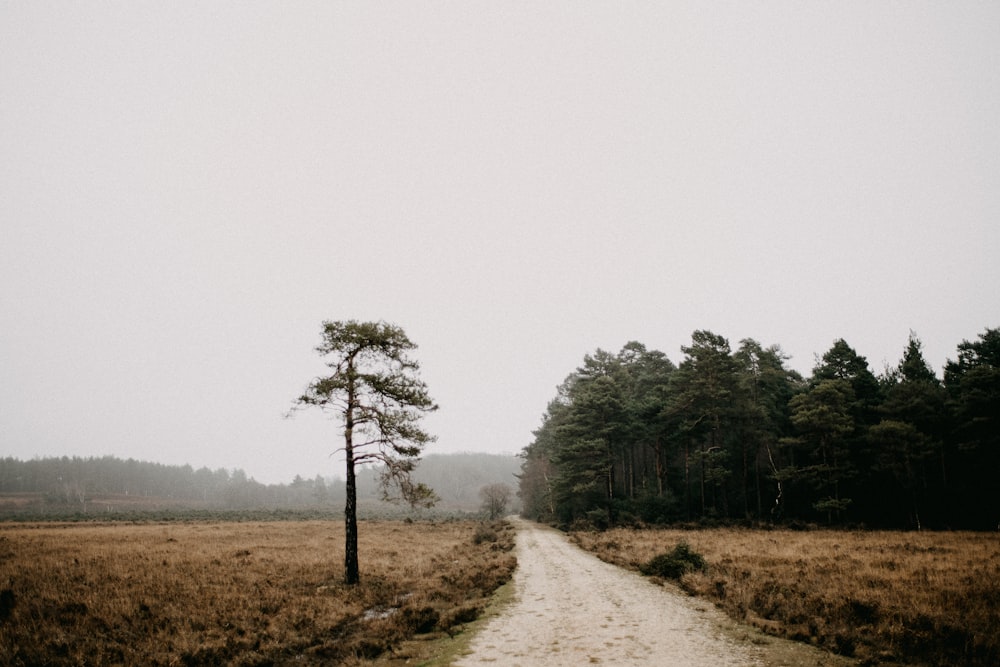 a dirt road in the middle of a field