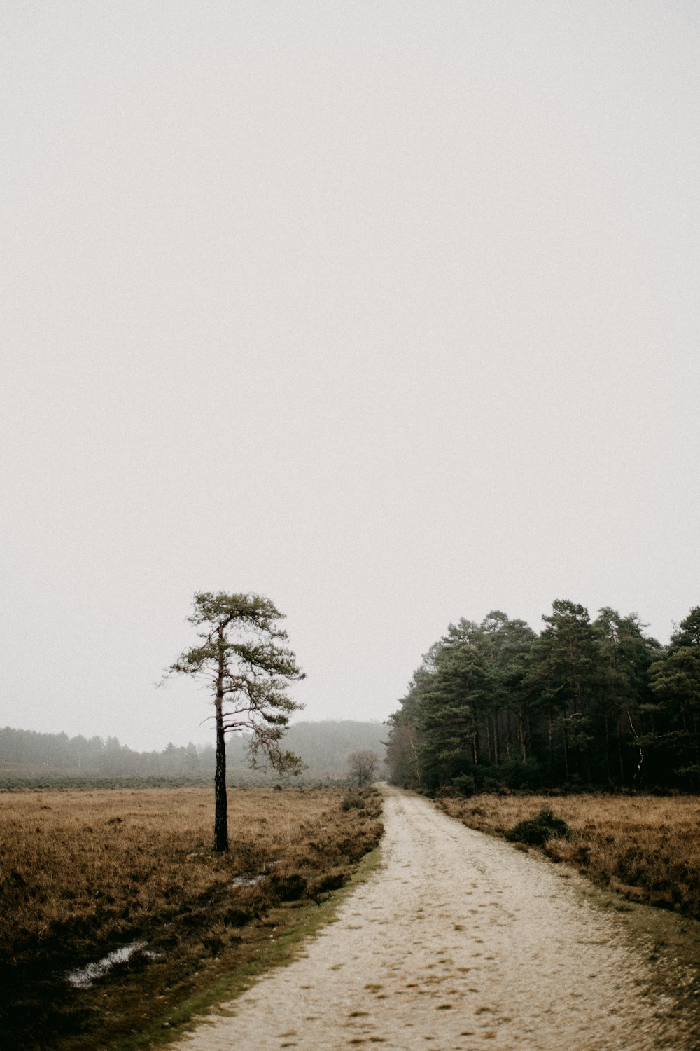 a dirt road with a lone tree on the side of it
